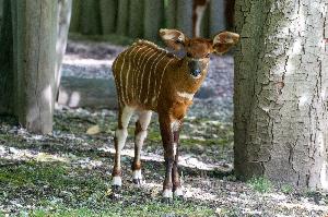 Nachwuchs bei den seltenen Waldantilopen